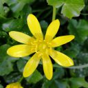 Toskania pomarańczowa, ale Pistoia czerwona