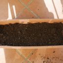 Przesadzanie nasion magnolii. No bo wiosna