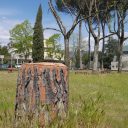 Nowe drzewka w ogrodzie na ulicy Tigli