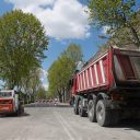 „Rzeź” platanów na Viale Matteotti