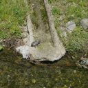 Ciepłe słońce kwietniowe i żółw nad rzeką