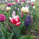 Kwietniowe Parki Tulipanów WANDER AND PICK
