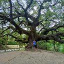 Dąb Czarownic w Toskanii