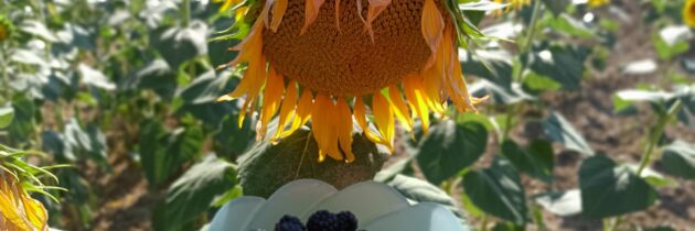 Zbieramy jeżyny, a wokoło pola słonecznikowe