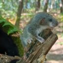 Spać jak suseł, a raczej jak popielica