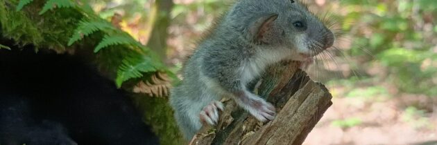 Spać jak suseł, a raczej jak popielica