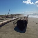 Toskańska plaża po letnim sezonie