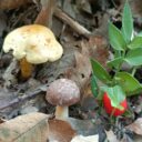 Świat grzybów prawdziwych i ciasteczkowych