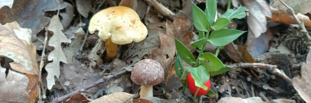 Świat grzybów prawdziwych i ciasteczkowych