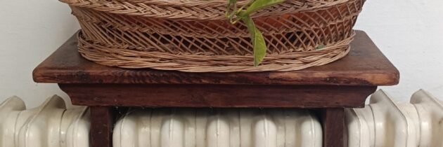 Pomarańcze u Benedyktynek