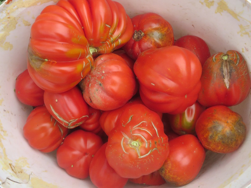 pomidory_canestrini_moja_toskania