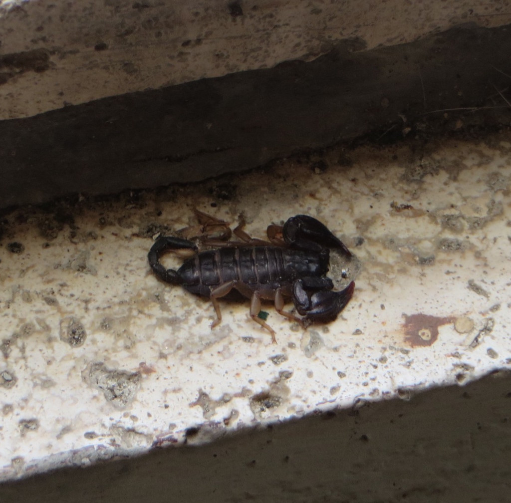 skorpion_moja_toskania